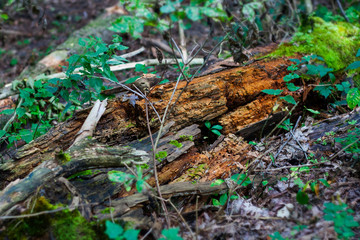 Decayed log in the forest