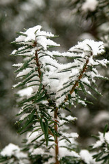 Closeup big flakes of snow on branch. Selective focus of snowflake on tree during winter.