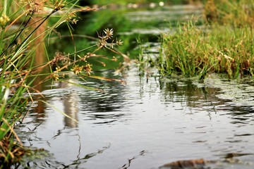 pond with water plants