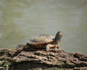 Turtle Time