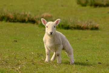 Naklejka na ściany i meble Cute lamb on a field