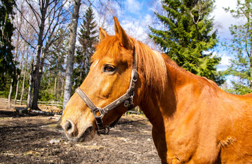 Portrait of red horse, Finland