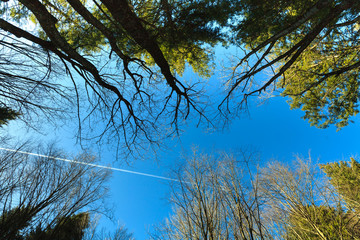 Cima di alberi con scia di aereo sullo sfondo del cielo