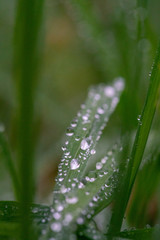 dew drops on gras