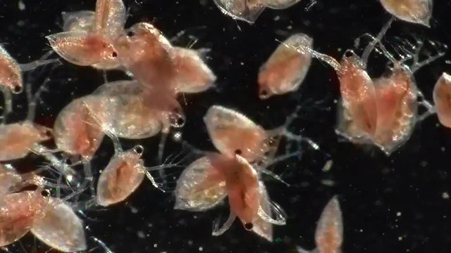 Gemeiner&nbsp;Wasserfloh&nbsp;(Daphnia pulex)