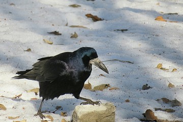 European crow on snow background in winter season, closeup