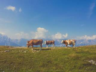 Fototapeta na wymiar Four Alpine cows gazing on the meadow in Carnic Alps, Austria. Lush green grass with some stones in between. In the background Alpine chain, covered with clouds. Cows have brown and white flecks.