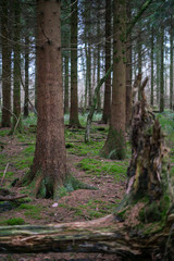 Fototapeta premium forest, moss, tree trunck