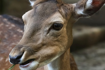Weibliches Damwild, Cervus Dama