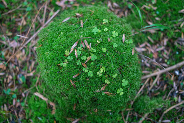 clover on moss