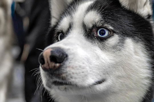 Husky dog portrait. Close up muzzle siberian husky with blue eyes.
