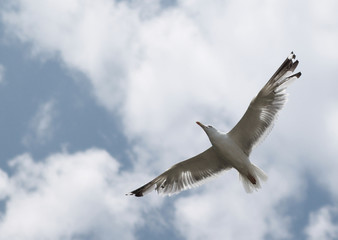 seagull 