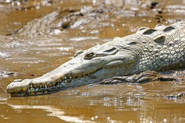 Saltwater Crocodile Resting on River Mud, Punta Arenas, Costa Rica