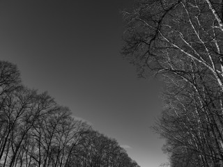 Bare tree branches. The branches are black and white. Black and white photo of bare trees