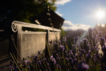 Morning lavender