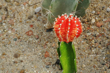 Obraz premium High Angle View of Small Spiky Red Cactus
