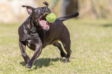 Radosny Pies zabawa z piłką 
