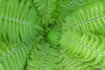 Fern closeup background and texture.