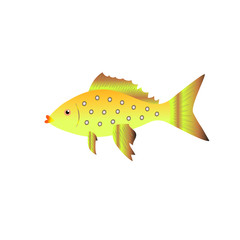vector illustration with gold fish
