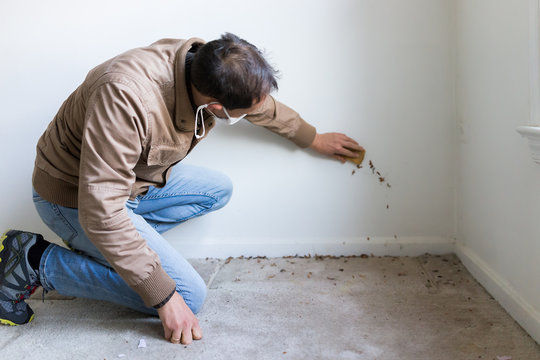Young man in mask sitting crouching by room wall carpet floor flooring, white painted walls, during remodeling renovation, wiping cleaning with sponge, inspection of dirty mold dust or trash