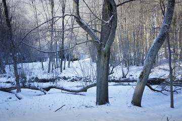 Forest river in winter