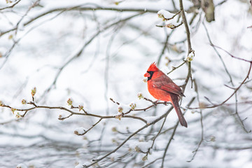 One red northern cardinal, Cardinalis, bird sitting perched on tree branch during heavy winter snow colorful in Virginia snow eating cherry flower leaf buds
