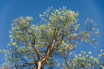 Fototapeta premium Green big tree on blue sky background