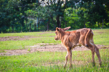 Obraz premium A cute little red calf cow hybrid is standing up from its breaks and start to walk on the green grass field.