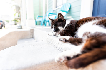 Stray black and white cat sleeping on porch, sidewalk street in New Orleans, Louisiana by house home concrete entrance closeup steps