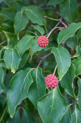 red berry, tropical fruit