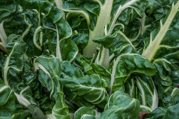 green leafs