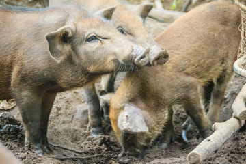 Group of domesticated wild boar eating food in the tropical forest. The wild boar (Sus scrofa), also known as the wild swine or Eurasian wild pig, is a suid native to much of Eurasia and North Africa.