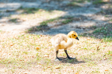 Closeup of one baby gosling goose bird chick on lawn grass plants in sunny sunlight with cute eyes and flippers