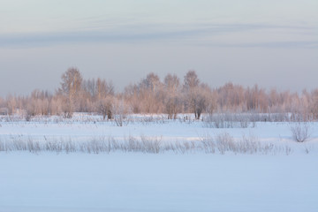 winter landscape with trees