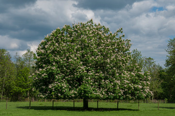 tree, summer, blue sky