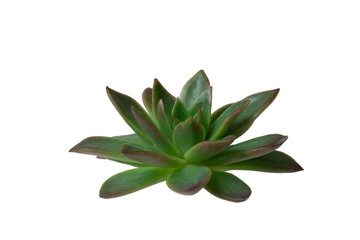 Green Succulent isolated over white background, macro
