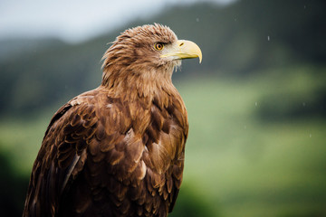 Adler Vogel Steinadler mit stolzem Blick Gesicht Raubvogel
