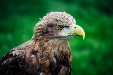 Adler Vogel Steinadler mit stolzem Blick Gesicht Raubvogel