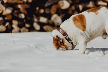 English bulldog eating snow