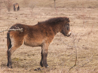 Fototapeta premium Exmoor pony on meadow. Ecological project in Milovice (Czech Republic). Protection of rare species of plants and insects by pasturing of grass by wild horses, aurochs and european bisons.