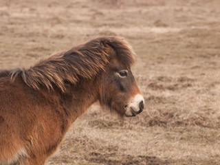 Fototapeta premium Portrait of Exmoor pony on meadow. Ecological project in Milovice (Czech Republic). Protection of rare species of plants and insects by pasturing of grass by wild horses, aurochs and european bisons.