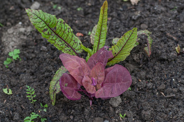 green, purple plant
