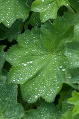 dew drop on green leaf