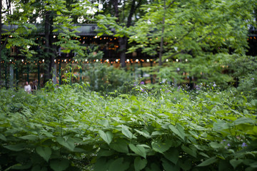 Green dense vegetation in the Park.