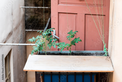 Green Tomatoes Hanging Growing On Plant Vine In Garden By Soil Dirt Green Tomatoes Hanging Growing On Plant Vine In Garden By Soil Dirt Planter With Leaves Tied