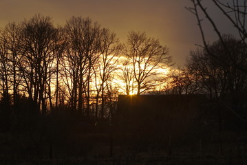sunset between the trees