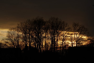 sunset between the trees