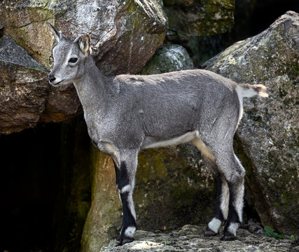 Young Blue Sheep. Latin Name - Pseudois Nayaur