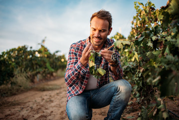Young man grabbing a grape in a vineyard