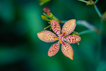 Yellow Flower